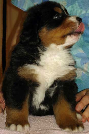 Berner pup, 5 weeks old