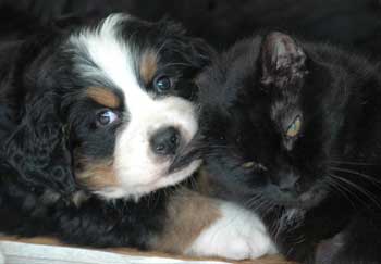 berner puppy and cat