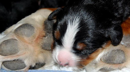 1 week old Berner puppy