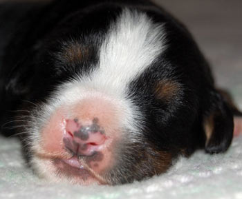 berner puppy nose pigment