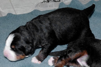 berner puppy first steps