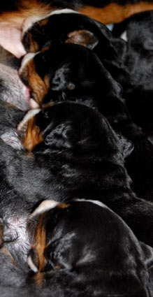 berner pups nursing