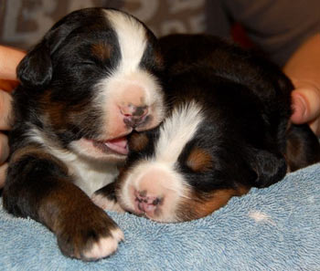 berner babies 2 weeks old