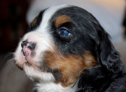 berner puppy 3 weeks old