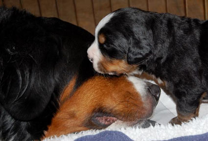 berner pup with dam