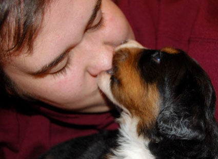 berner pup 4 weeks old