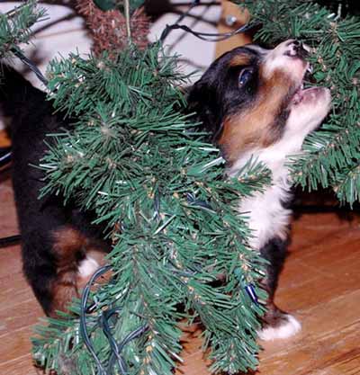 berner pup attacks Christmas tree