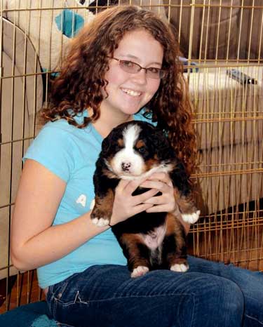 Berner pup, 6 weeks old