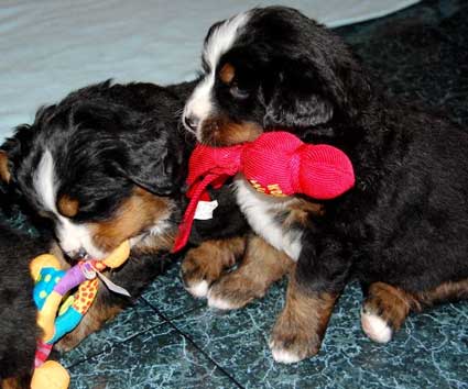 6 weeks, berner pups and toys