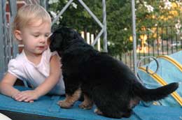 berner pup with tot