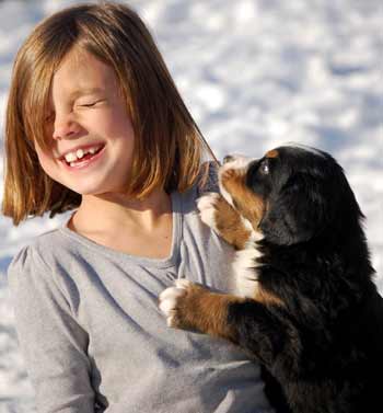 berner pup pulling hair