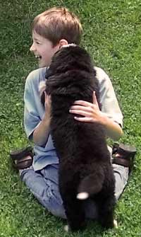 7 week old berner with teen