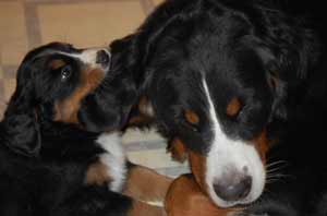 7 week old berner pup and dam