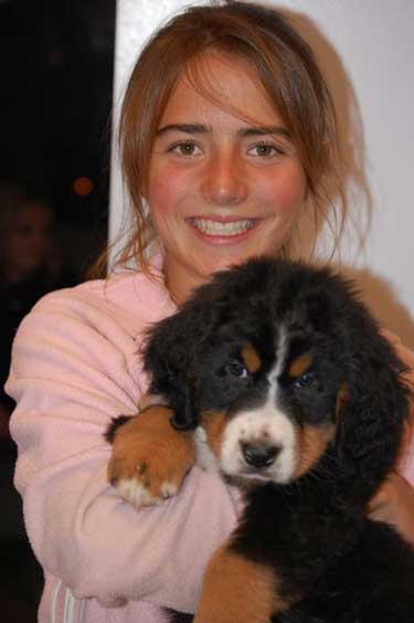 8 weeks, berner puppy