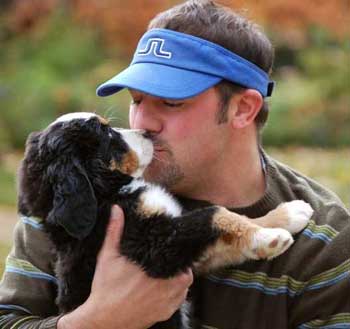 8 week old berner puppy kisses