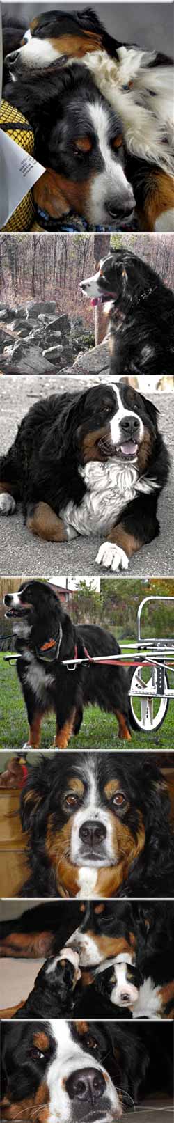 Senior Bernese