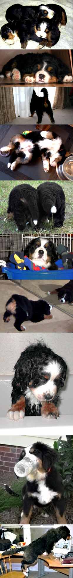 Berner puppies sleeping and awake