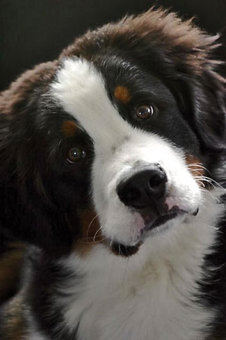 Cute Bernese puppy