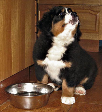 Bernese puppy drink