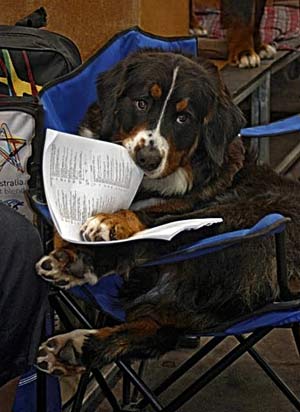 Bernese mountain shop dog training