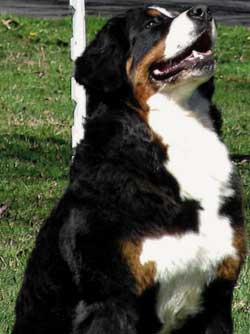 Bernese-looks-up