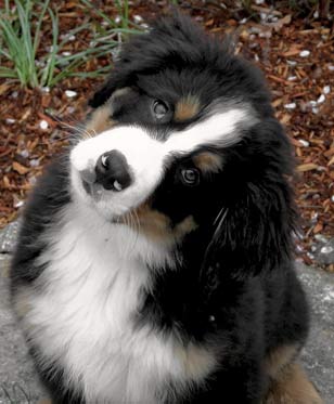 Bernese puppy