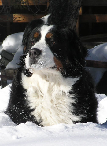 Berner in snow