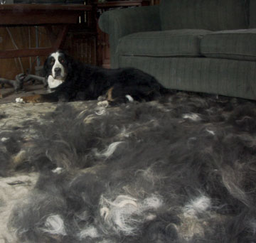 does bernese mountain dog shed