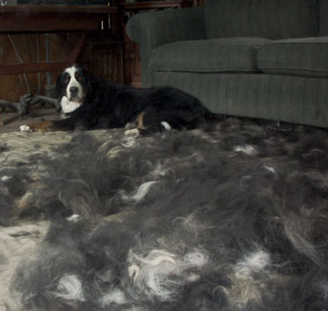 Bernese SHED!