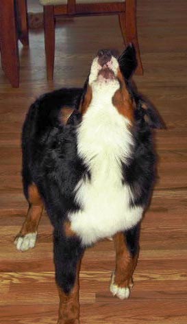 Bernese Woof