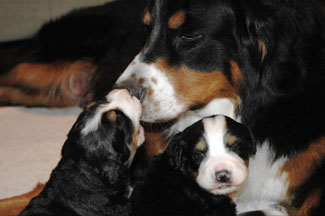 Mary Ann Bowman's Berner babies