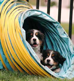 Berner pups in Agility Tunnel