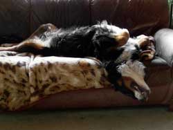 Gianna, Berner on couch