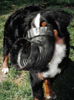 Berner carrying toy?