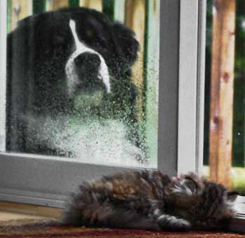 Bernese and kitten