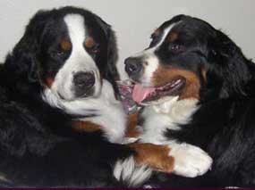 2 Berners in harmony