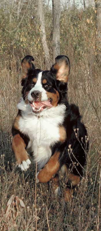 Bernese Mountain Dog