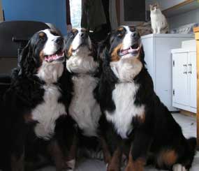 3 Bernese