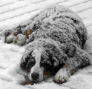 Berners love snow