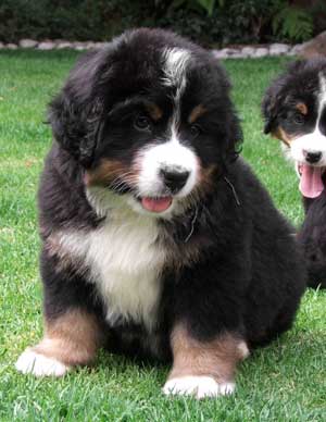 Cost of a bernese mountain dog puppy 2025