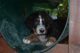 puppy in tunnel