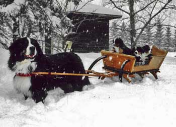 Berner pups in cart