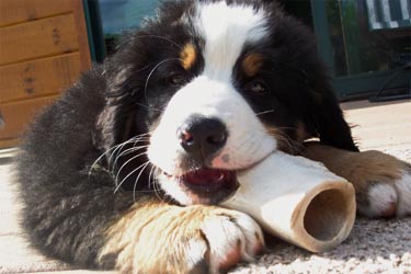 bernese mountain dog puppy biting