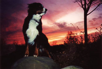 Bernese sunset