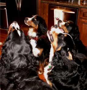 4 Berners