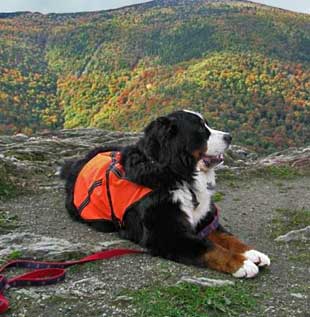 Bear Bernese