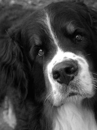 sweet faced Berner