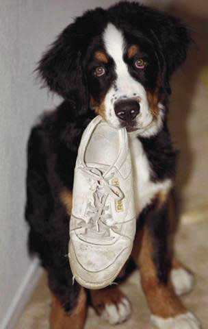 Berner pup with shoe