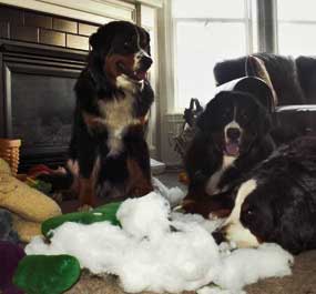 Berner pillow play