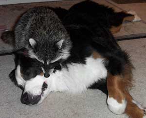 Berner and raccoon